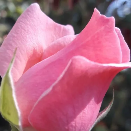 Rose Apartment