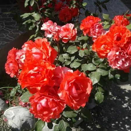 Rose * Sarigerme